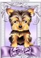 Cute Yorkshire Terrier Puppy with Lilac Bow A4