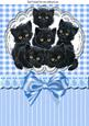 Six Cute Little Black Kittens on Lace with Bow A4