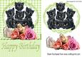 Cute Kittens Amongst the Roses with Gingham & Lace