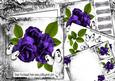 Beautiful Purple Roses with White Butterflies 8x8 Mini Kit