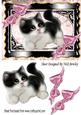 Gorgeous Little Black/white Kitty with Pink Bows