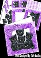 Cute Little Black Kittens in Frill Frame Wih Purple Bow Kit