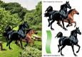 Beautiful Painted Horses in the Meadow