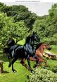 Beautiful Painted Horses in the Meadow A4