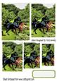Beautiful Painted Horses in the Meadow Pyramids