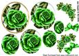 Pretty Green Rose with Roses and Bows Pyramids