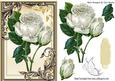 Pretty White Rose in Gold Ornate Frame with Butterfly