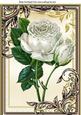 Pretty White Rose in Gold Ornate Frame with Butterfly A4