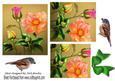 Pretty Roses and Birds with Bow A4