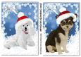 Cute Little Chihuahua Puppy & Poodle in Santa Hats