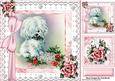 Cute Little White Pampered Dog with Roses, Lace & Diamonds