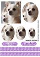 Cute Pair of Cream Chihuahuas with Oval Pyramids