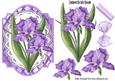 Pretty Purple Iris Flowers on Lace with Bow