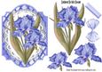 Pretty Blue Iris Flowers on Lace with Bow