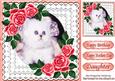 Cute White Kitten with Red Roses in Lace Frame 8x8