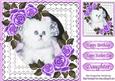 Cute White Kitten with Purple Roses in Lace Frame 8x8