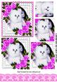 Cute White Kitten with Pink Roses in Lace Frame Pyramids