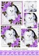 Cute White Kitten with Purple Roses in Lace Frame Pyramids