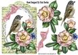 Pretty Wild Summer Pink Roses on Lace with Bird and Script