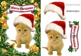 Cute Kitty in santa hat with little robin 