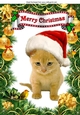 Cute Kitty in santa hat with little robin A4