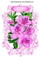 Pretty pink Azaleas, with pink bow in ornate frame A4