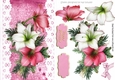 Pretty pink and white Amaryllis on lace with bow A5