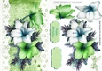 Pretty green and white Amaryllis on lace with bow A5