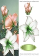Pretty peach and white poinsettias tall DL