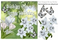  White Crocuses & Daffodils with butterflies in the meadow