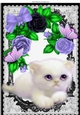 cute fluffy white kitten with lilac roses, & butterflies in black lace A4