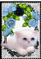 cute fluffy white kitten with blue roses, & butterflies in black lace A4