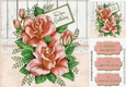peach roses for your Birthday 8x8