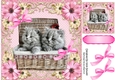 Cute Kittens in a basket in pink floral frame with bows 8x8