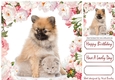 pretty pink/white peonies with cute kitten and pupy 8x8