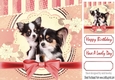 Cute pair of Chihuahua puppies with pink bow 8x8