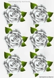 Six lovely white roses