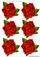 Six lovely red roses