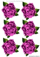 Six lovely cerise pink roses