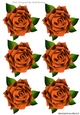 Six lovely orange roses