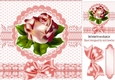 pretty peach rose with bow 8x8