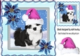 cute  black and white puppy in cerise pink santa hat 8x8