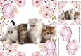four sweet little kittens in a flower frame with butterflies frame 8x8