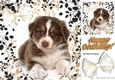 Cute fluffy brown/white puppy with organza bow 8x8