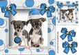 Cute puppies in santa hat and blue bauble in picture frrame 8x8