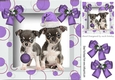 Cute puppies in santa hat and purple bauble in picture frrame 8x8