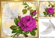 Beautiful big cerise rose, with white dove 8x8