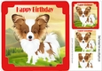 Cute Papillon puppy in red frame, with pyramids 8x8