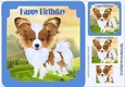 Cute Papillon puppy in blue frame, with pyramids 8x8