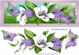 Pretty lilac and white spring flowers with butterflies DL